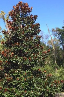 Brackens Brown Beauty Magnolia - 7 Gallon Pot (5-6') 12 Brackens Brown Beauty Magnolia - 7 Gallon Pot (5-6') -Outdoor Garden Store Magnolia Bracken Brown Beauty 500x750 1