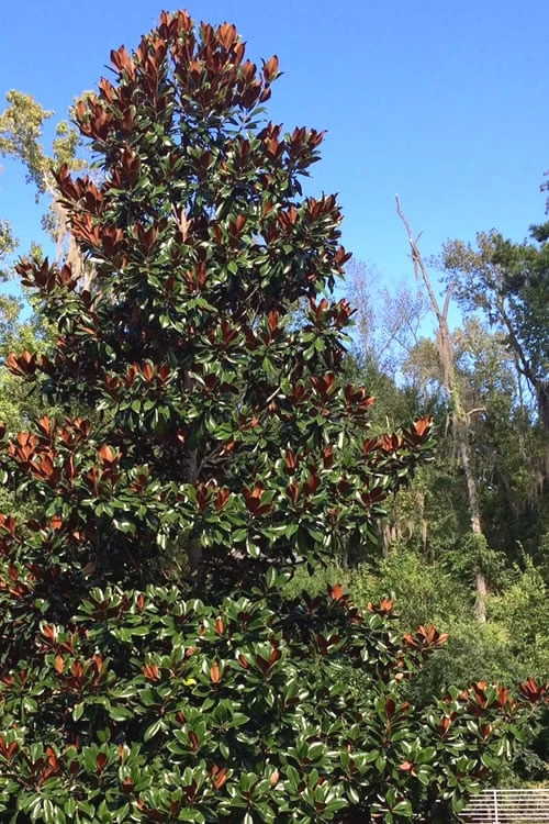 Brackens Brown Beauty Magnolia - 5 Gallon Pot 6 Brackens Brown Beauty Magnolia - 5 Gallon Pot - Image 4