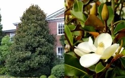 Brackens Brown Beauty Magnolia - 3 Gallon Pot 13 Brackens Brown Beauty Magnolia - 3 Gallon Pot -Outdoor Garden Store Magnolia Brackens Brown Beauty 1 1