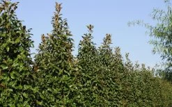 Brackens Brown Beauty Magnolia - 7 Gallon Pot (5-6') 15 Brackens Brown Beauty Magnolia - 7 Gallon Pot (5-6') -Outdoor Garden Store Magnolia Brackens Brown Beauty 6