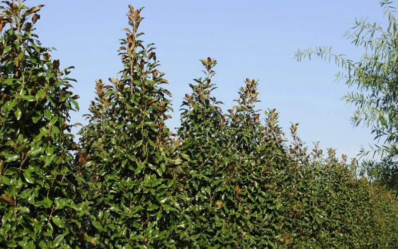 Brackens Brown Beauty Magnolia - 5 Gallon Pot 9 Brackens Brown Beauty Magnolia - 5 Gallon Pot - Image 7