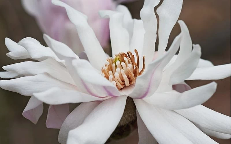 Centennial Star Magnolia - 1 Gallon Pot 7 Centennial Star Magnolia - 1 Gallon Pot - Image 6