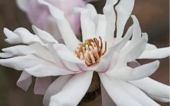 Centennial Star Magnolia - 3 Gallon Pot 15 Centennial Star Magnolia - 3 Gallon Pot -Outdoor Garden Store Magnolia Centennial 10