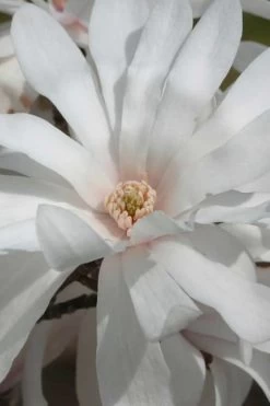 Centennial Star Magnolia - 3 Gallon Pot 16 Centennial Star Magnolia - 3 Gallon Pot -Outdoor Garden Store Magnolia Centennial 11