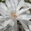 Centennial Star Magnolia - 3 Gallon Pot 2 Centennial Star Magnolia - 3 Gallon Pot -Outdoor Garden Store Magnolia Centennial 12