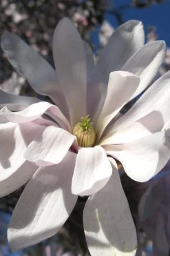 Centennial Star Magnolia - 1 Gallon Pot 16 Centennial Star Magnolia - 1 Gallon Pot -Outdoor Garden Store Magnolia Centennial 13 1
