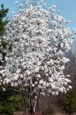 Centennial Star Magnolia - 3 Gallon Pot 13 Centennial Star Magnolia - 3 Gallon Pot -Outdoor Garden Store Magnolia Centennial 19
