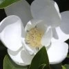 Claudia Wannamaker Southern Magnolia - 7 Gallon Pot (5-6') 1 Claudia Wannamaker Southern Magnolia - 7 Gallon Pot (5-6') -Outdoor Garden Store Magnolia Claudia Wannamaker 1