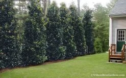 Claudia Wannamaker Southern Magnolia - 3 Gallon Pot -Outdoor Garden Store Magnolia Claudia Wannamaker 2 2