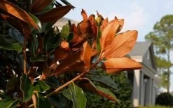 Claudia Wannamaker Southern Magnolia - 3 Gallon Pot -Outdoor Garden Store Magnolia Claudia Wannamaker 3 2