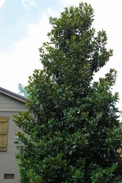 Claudia Wannamaker Southern Magnolia - 7 Gallon Pot (5-6') -Outdoor Garden Store Magnolia Claudia Wannamaker 4