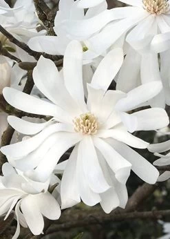 Royal Star Magnolia - 1 Gallon Pot 15 Royal Star Magnolia - 1 Gallon Pot -Outdoor Garden Store Magnolia Royal Star 10 2
