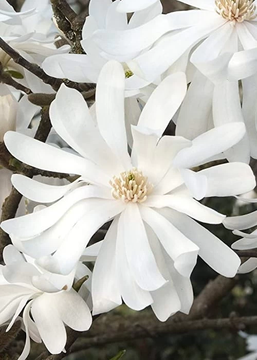Royal Star Magnolia - 3 Gallon Pot 9 Royal Star Magnolia - 3 Gallon Pot - Image 7
