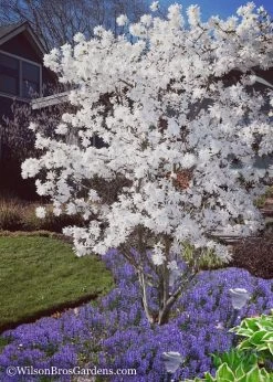 Royal Star Magnolia - 1 Gallon Pot 12 Royal Star Magnolia - 1 Gallon Pot -Outdoor Garden Store Magnolia Royal Star 12 2