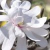 Royal Star Magnolia - 1 Gallon Pot 1 Royal Star Magnolia - 1 Gallon Pot -Outdoor Garden Store Magnolia Royal Star 13 2