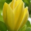 Yellow Bird Magnolia Tulip Tree - 1 Gallon Pot -Outdoor Garden Store Magnolia Yellow Bird 13 1