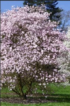 Centennial Blush Star Magnolia - 3 Gallon Pot 11 Centennial Blush Star Magnolia - 3 Gallon Pot -Outdoor Garden Store Magnolia stellata centennial blush 2