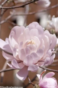 Centennial Blush Star Magnolia - 3 Gallon Pot 13 Centennial Blush Star Magnolia - 3 Gallon Pot -Outdoor Garden Store Magnolia stellata centennial blush 3