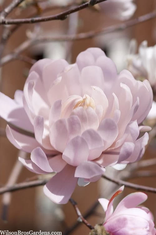 Centennial Blush Star Magnolia - 3 Gallon Pot 3 Centennial Blush Star Magnolia - 3 Gallon Pot