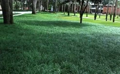 Tall Mondo Grass - 3 Pack Of Pint Pots -Outdoor Garden Store Mondo Grass 21 1