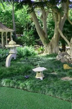 Tall Mondo Grass - 54 Count Flat Of Pint Pots -Outdoor Garden Store Mondo Grass Black 25