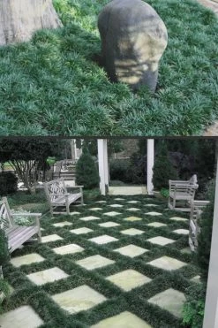 Dwarf Mondo Grass - 72 Pack Of 3.5" Pint Pots -Outdoor Garden Store Mondo Grass Dwarf Rev 500x750 1