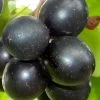 Cowart Black Muscadine Grape Vine - 1 Gallon Pot -Outdoor Garden Store Muscadine Cowart 1