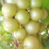 Doreen Bronze Muscadine Grape Vine (Self Fertile) - 1 Gallon Pot -Outdoor Garden Store Muscadine Doreen 1