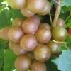 Fry Bronze Muscadine Grape Vine - 1 Gallon Pot -Outdoor Garden Store Muscadine Fry 1
