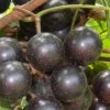 Lane Muscadine Grape Vine (Self Fertile) - 1 Gallon Pot -Outdoor Garden Store Muscadine Lane 500x750 1
