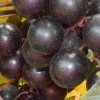 Nesbitt Muscadine Grape Vine - 1 Gallon Pot 2 Nesbitt Muscadine Grape Vine - 1 Gallon Pot -Outdoor Garden Store Muscadine Nesbitt 500x750 1