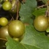 Summit Muscadine - 1 Gallon Pot -Outdoor Garden Store Muscadine Summit 500x750 1