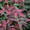 Flirt Dwarf Nandina - 1 Gallon Pot -Outdoor Garden Store Nandina Flirt 10