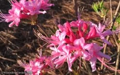 Candy Striper Native Azalea - Rhododendron Canescens - 3 Gallon Pot 10 Candy Striper Native Azalea - Rhododendron Canescens - 3 Gallon Pot -Outdoor Garden Store Native Azalea Candy Striper 1