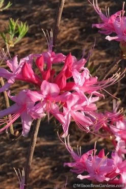 Candy Striper Native Azalea - Rhododendron Canescens - 3 Gallon Pot 11 Candy Striper Native Azalea - Rhododendron Canescens - 3 Gallon Pot -Outdoor Garden Store Native Azalea Candy Striper 2