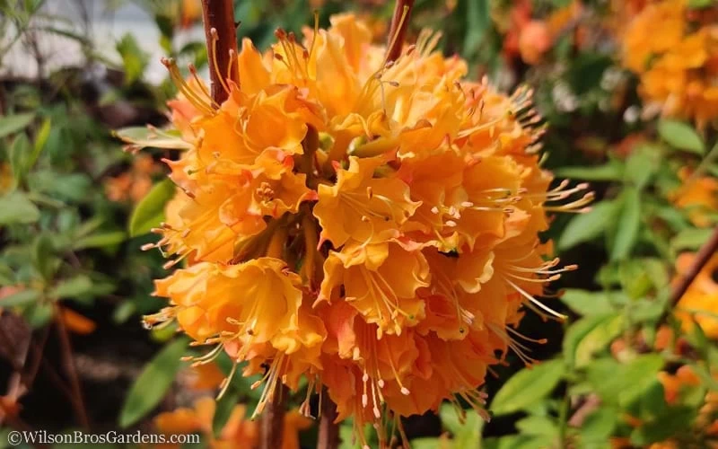 Dons Variegated Native Azalea - Rhododendron - 1 Gallon Pot 7 Dons Variegated Native Azalea - Rhododendron - 1 Gallon Pot - Image 5