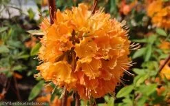 Dons Variegated Native Azalea - Rhododendron - 3 Gallon Pot 11 Dons Variegated Native Azalea - Rhododendron - 3 Gallon Pot -Outdoor Garden Store Native Azalea Dons Variegated 10