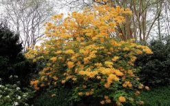 Escatawpa Florida Flame Native Azalea (Rhododendron Austrinum) - 3 Gallon Pot 11 Escatawpa Florida Flame Native Azalea (Rhododendron Austrinum) - 3 Gallon Pot -Outdoor Garden Store Native Azalea Escatawpa 4