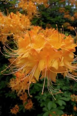 Escatawpa Florida Flame Native Azalea (Rhododendron Austrinum) - 3 Gallon Pot