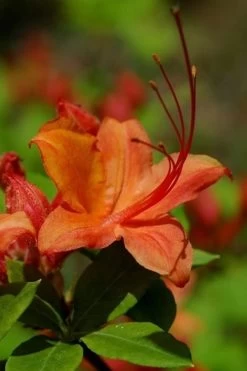 Flame Azalea (Rhododendron Calendulaceum) - 3 Gallon Pot 16 Flame Azalea (Rhododendron Calendulaceum) - 3 Gallon Pot -Outdoor Garden Store Native Azalea Flame 1