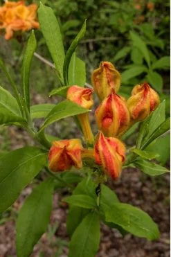 Flame Azalea (Rhododendron Calendulaceum) - 3 Gallon Pot 14 Flame Azalea (Rhododendron Calendulaceum) - 3 Gallon Pot -Outdoor Garden Store Native Azalea Flame 14