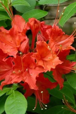 Flame Azalea (Rhododendron Calendulaceum) - 3 Gallon Pot 15 Flame Azalea (Rhododendron Calendulaceum) - 3 Gallon Pot -Outdoor Garden Store Native Azalea Flame 16