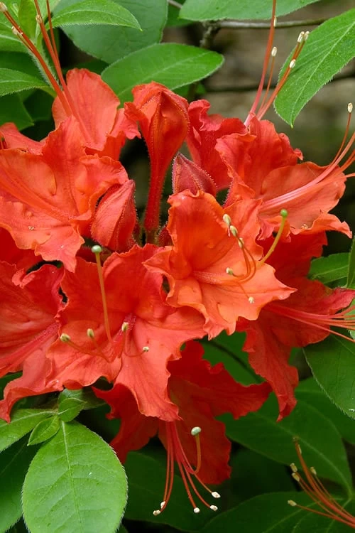 Flame Azalea (Rhododendron Calendulaceum) - 3 Gallon Pot 8 Flame Azalea (Rhododendron Calendulaceum) - 3 Gallon Pot - Image 6