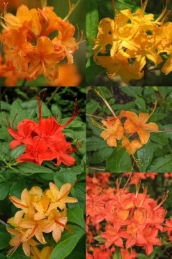 Flame Azalea (Rhododendron Calendulaceum) - 3 Gallon Pot 13 Flame Azalea (Rhododendron Calendulaceum) - 3 Gallon Pot -Outdoor Garden Store Native Azalea Flame 17