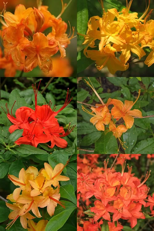 Flame Azalea (Rhododendron Calendulaceum) - 3 Gallon Pot 6 Flame Azalea (Rhododendron Calendulaceum) - 3 Gallon Pot - Image 4