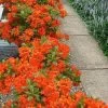 Flame Azalea (Rhododendron Calendulaceum) - 3 Gallon Pot 2 Flame Azalea (Rhododendron Calendulaceum) - 3 Gallon Pot -Outdoor Garden Store Native Azalea Flame 20