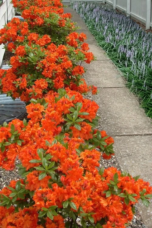 Flame Azalea (Rhododendron Calendulaceum) - 3 Gallon Pot 3 Flame Azalea (Rhododendron Calendulaceum) - 3 Gallon Pot