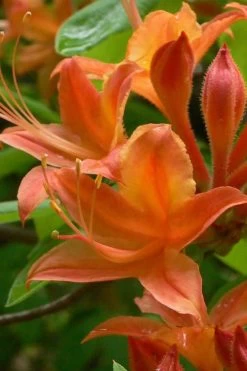 Flame Azalea (Rhododendron Calendulaceum) - 3 Gallon Pot 17 Flame Azalea (Rhododendron Calendulaceum) - 3 Gallon Pot -Outdoor Garden Store Native Azalea Flame 4