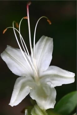 June Jubilee Aromi Azalea (Rhododendron Hybrid) - 3 Gallon Pot -Outdoor Garden Store Native Azalea June Jubilee 2