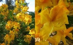 King's Wizard Aromi Azalea (Rhododendron Hybrid) - 3 Gallon Pot 9 King's Wizard Aromi Azalea (Rhododendron Hybrid) - 3 Gallon Pot -Outdoor Garden Store Native Azalea Kings Wizard 4